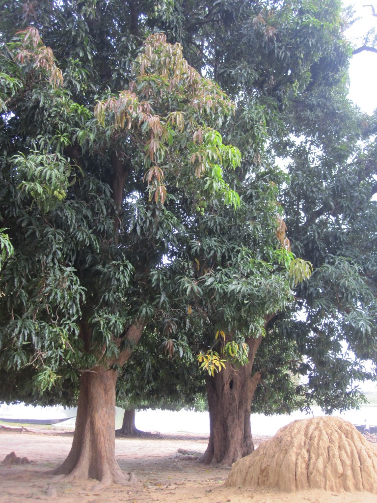 Mango Tree