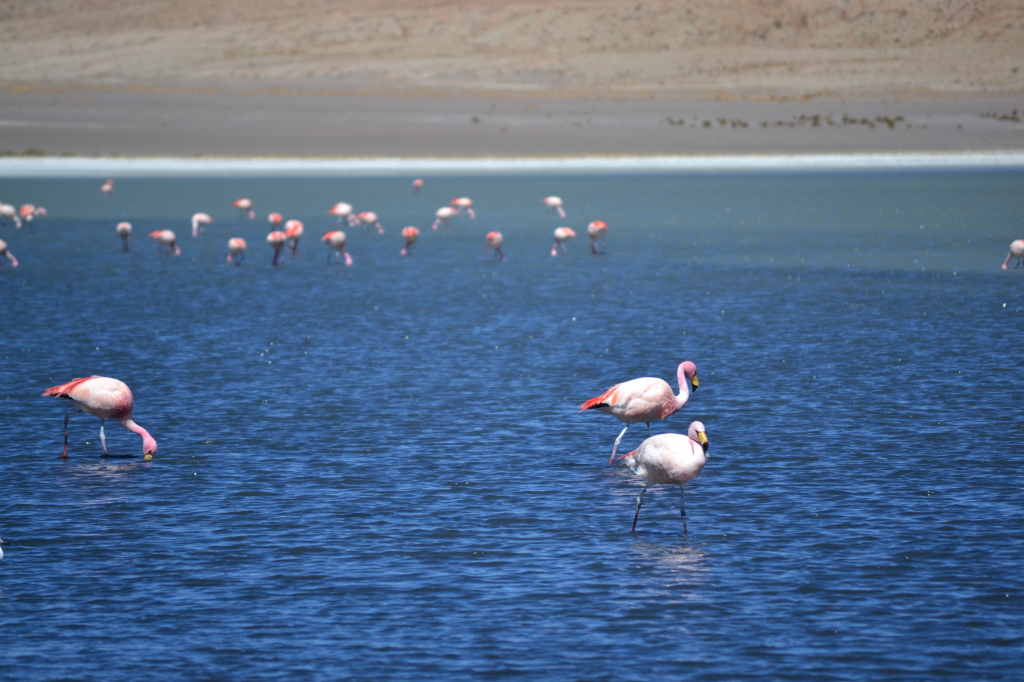 Flamingos