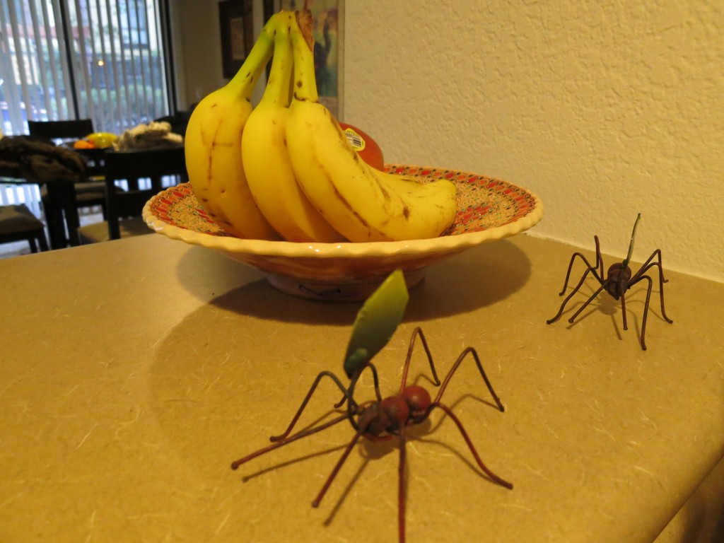 What! Ants in my kitchen!!??