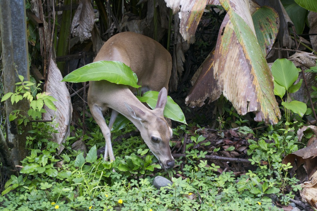 White Tail Deer