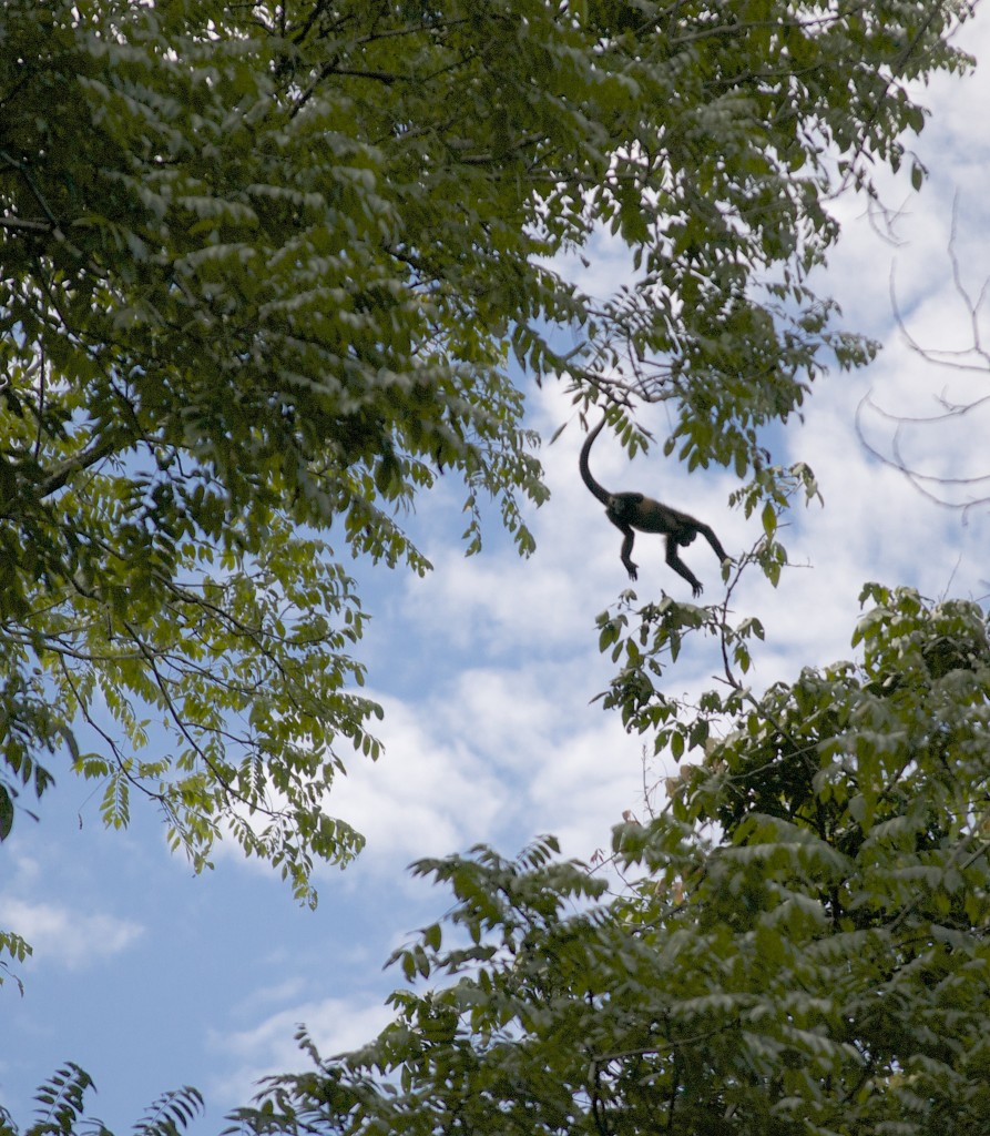 Jumping Howler Monkey