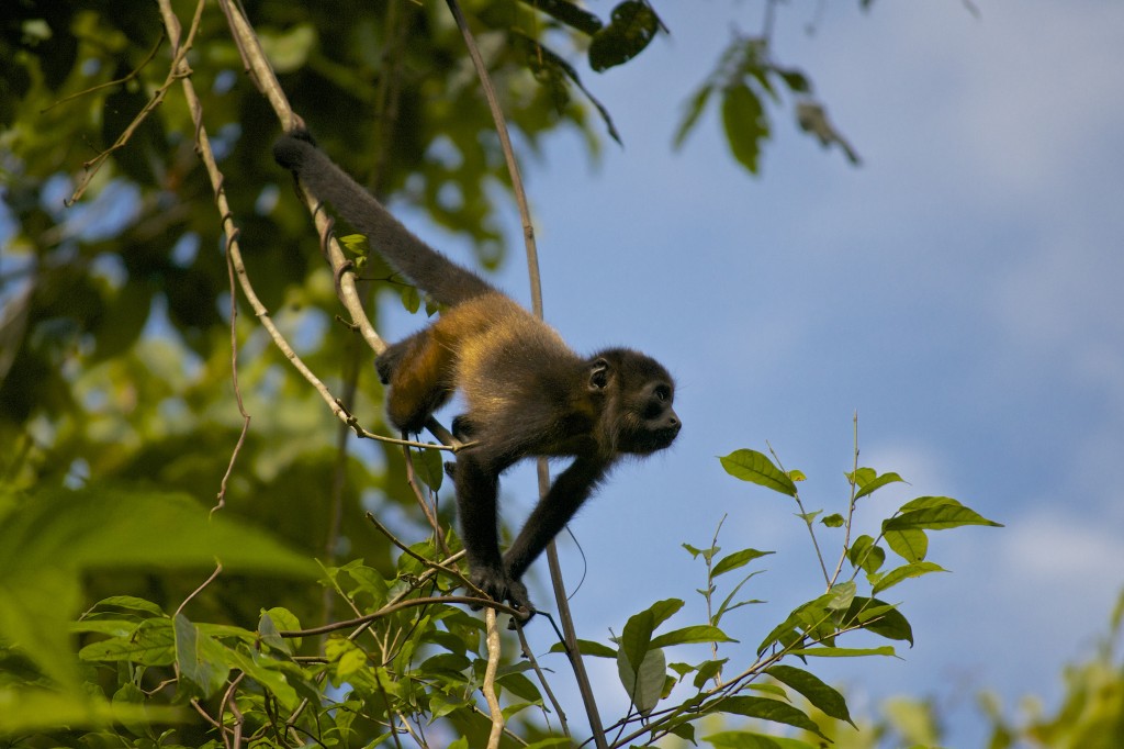 Baby Howler Monkey