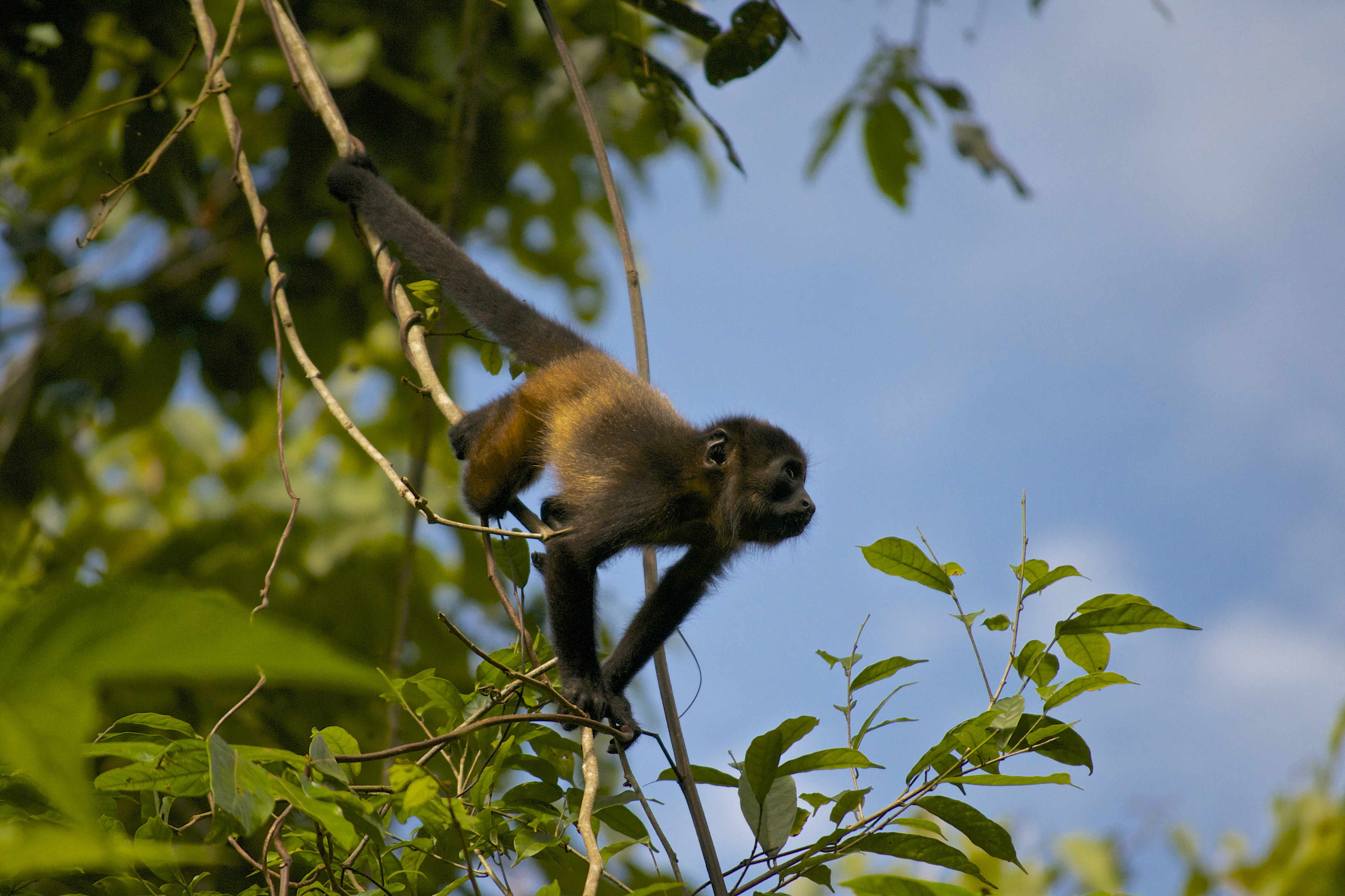 Paradise Found (but no Rana) – Manuel Antonio, Costa Rica