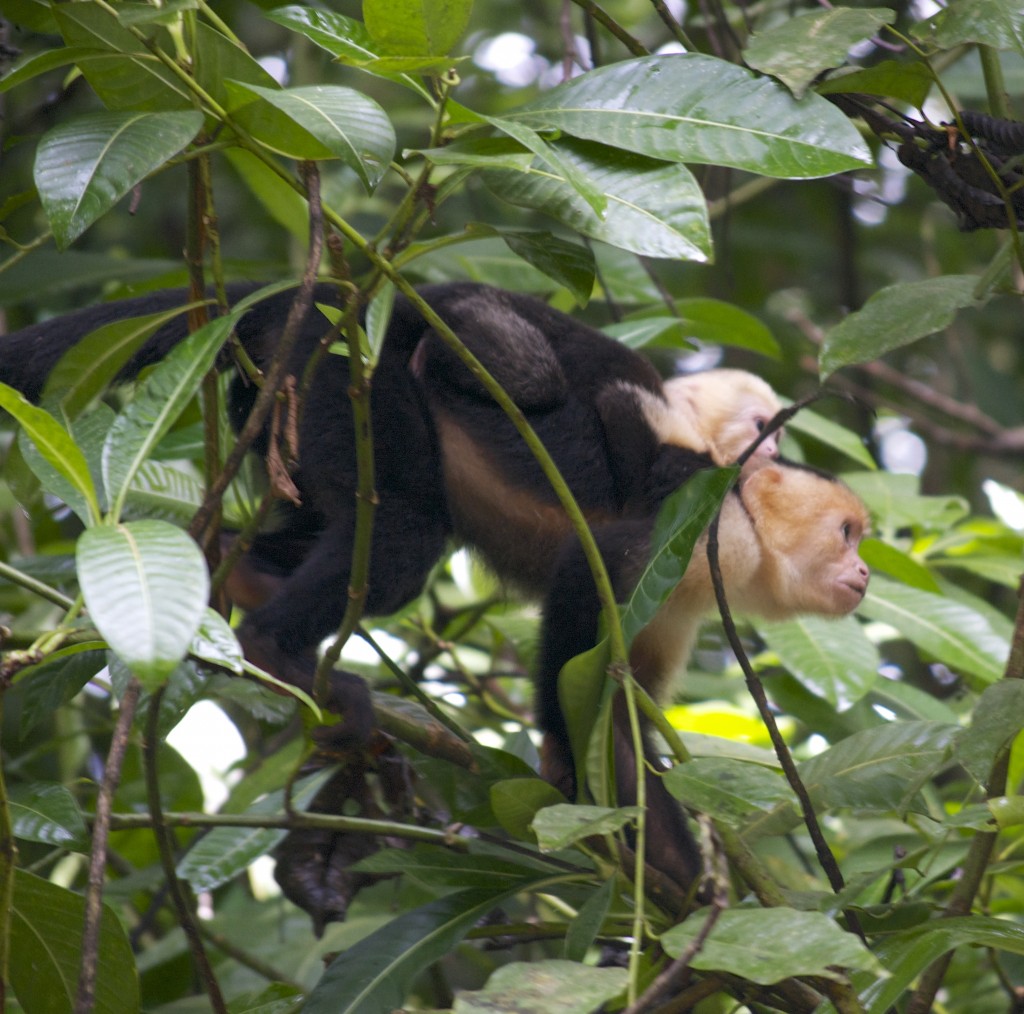 White Face Monkeys