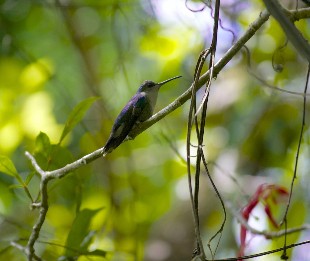 Colibri