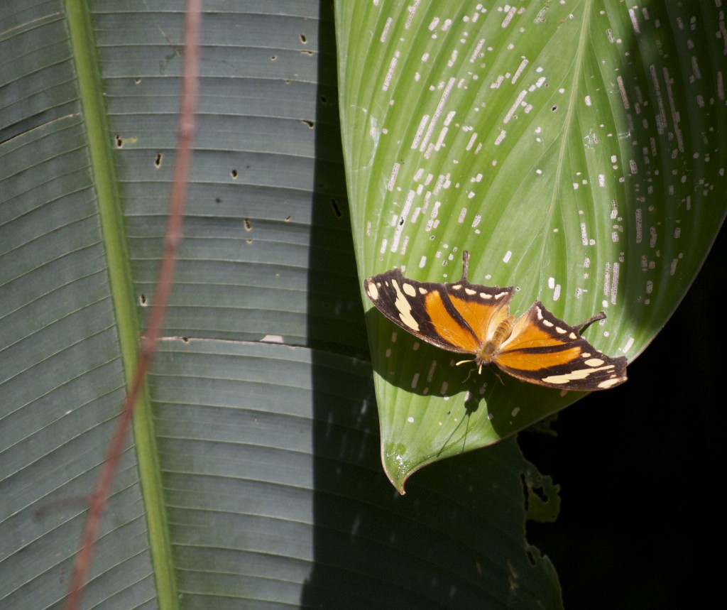 Mariposa