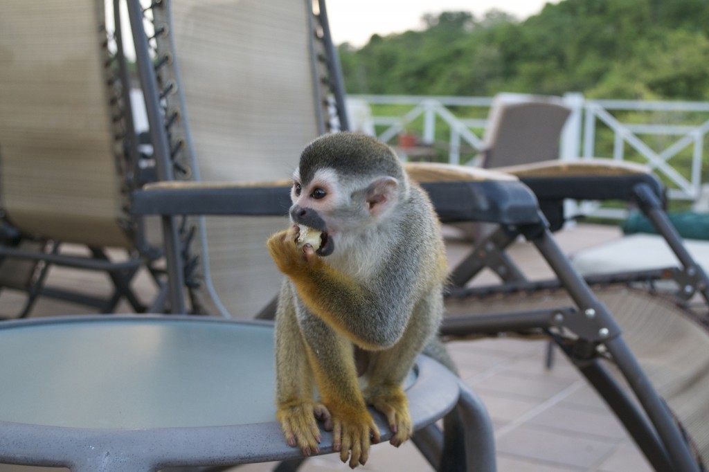 Squirrel Monkey