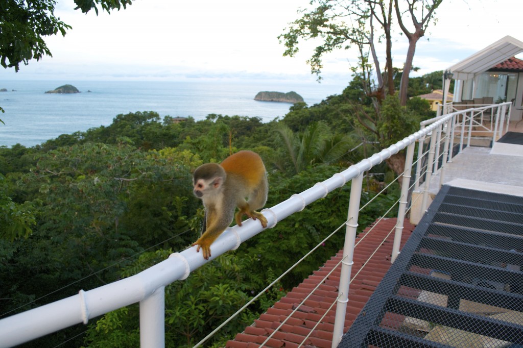 Squirrel Monkey