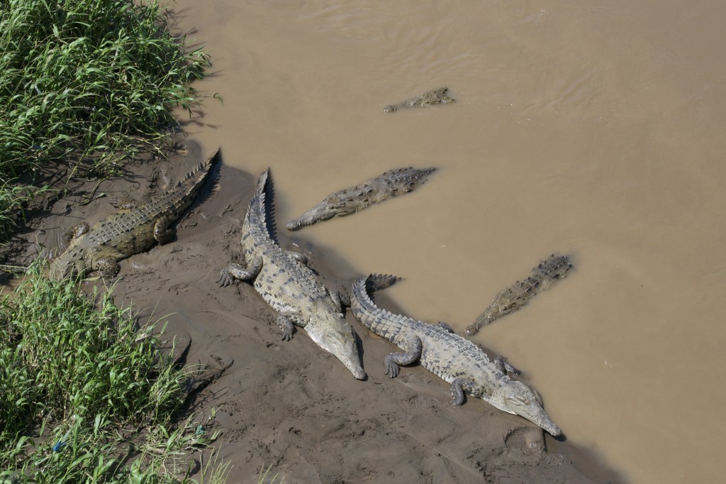 American Crocodile