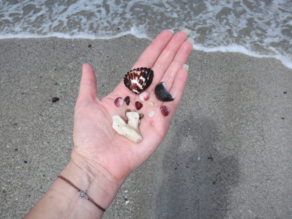 Sea Shell Collection