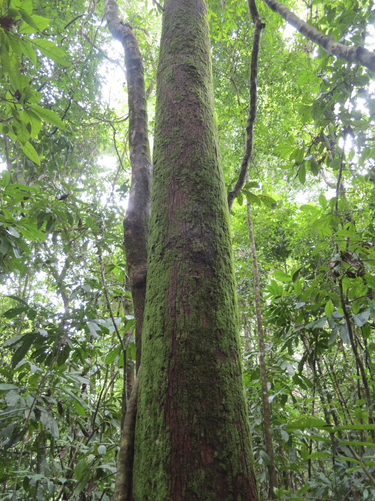 Tree in Manuel Antonio