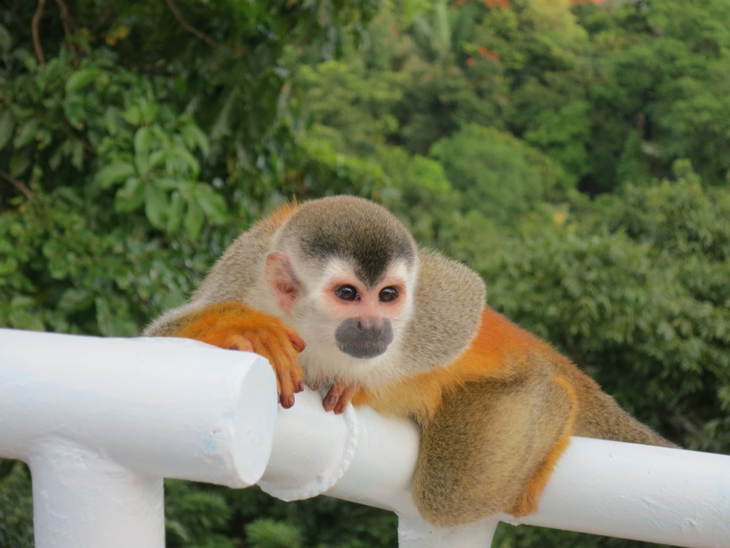 Squirrel Monkey