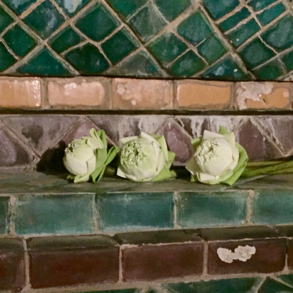 Lotus Flowers