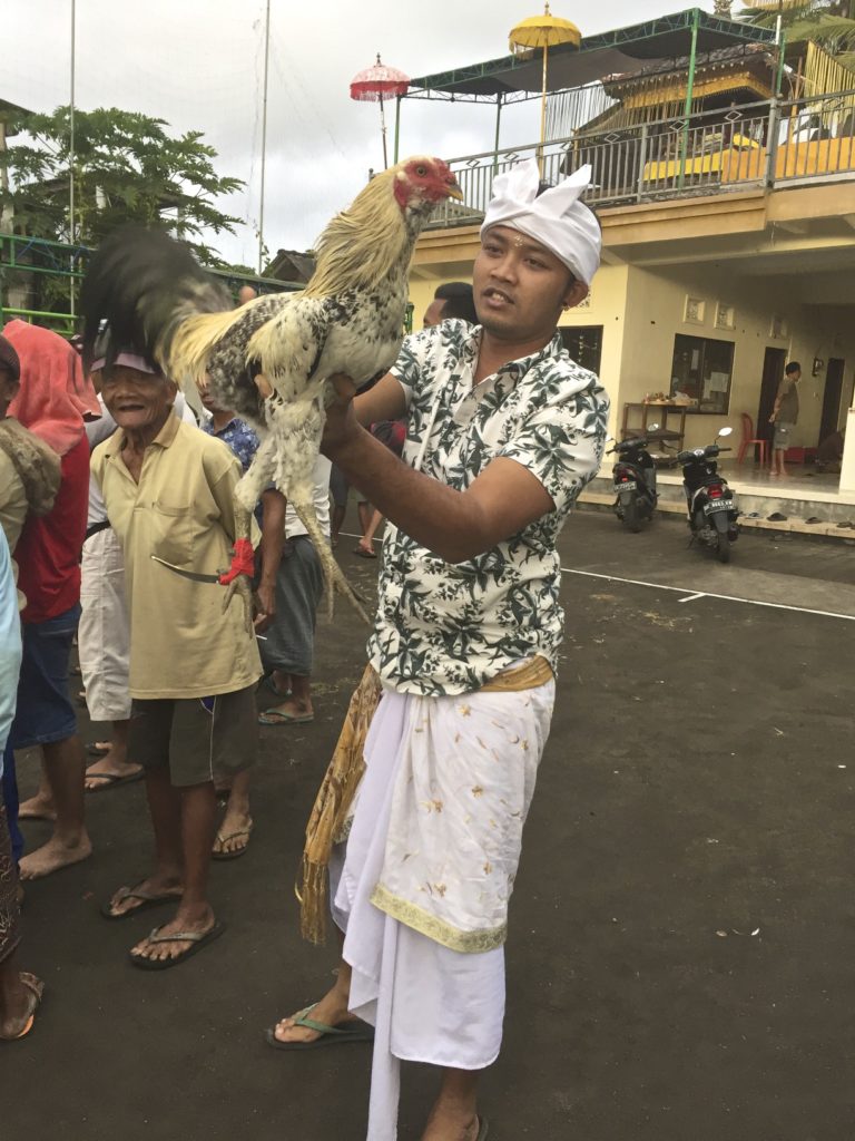 Pig Sacrifices and Cock Fights in Ubud, Bali